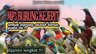 Download lagu Suara Pikat Burung Kejepit Paling Ampuh || Paling Dicari Para Pemikat mp3