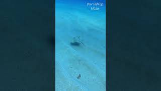 Download lagu Baby common stingray and weever fish  #spearo  #spearolife #pescasubmarina #pescasub mp3