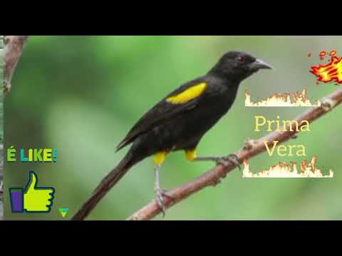 Fêmea de primavera para esquentar ligeiro 