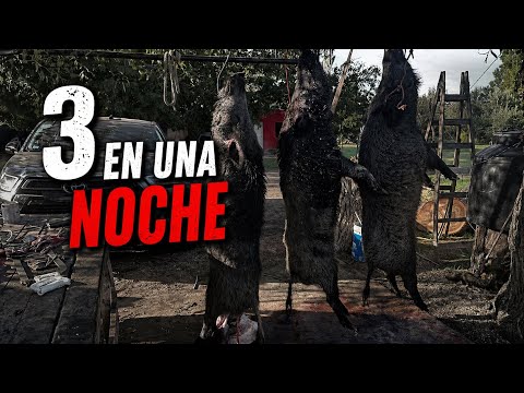 Cacería de jabalí | cazamos 3 en una noche | CARPFISHING