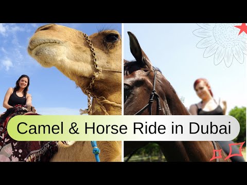 Camel & Horse Ride in Dubai