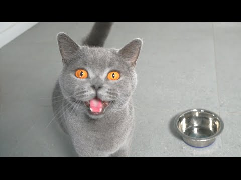 Cat Meowing Asking For Food
