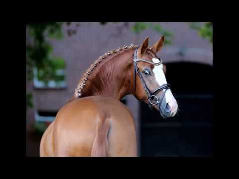 Selected for KWPN Quasar De Charry x Londonderry