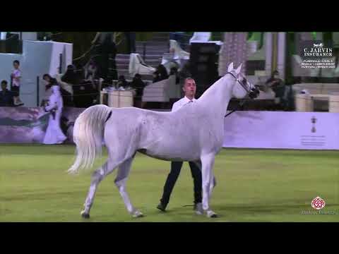 N 82 SABIKA ALDANAT   Peninsula Horses World Championship Festival 2023   Mares 7   9 Years Old B Cl
