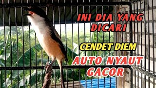 Download lagu BURUNG CENDET GACOR DORR PANCINGAN CENDET YANG MALES BUNYI mp3