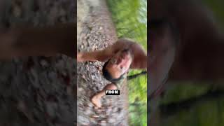 Download lagu Real Life Tarzan! mp3 Download lagu Real Life Tarzan! mp3