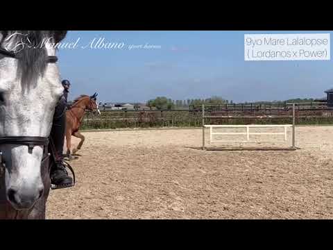 Happy Sunday 😃 ☀️  9yo Mare LALALOPSIE ( Lordanos x Power) #manuelalbanosporthorses #traininghard