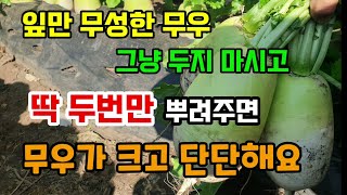 잎만 무성했던 무우 딱 두번만 뿌려주면 무우가 크고 단단해집니다 무우가 작은이유 무우재배방법