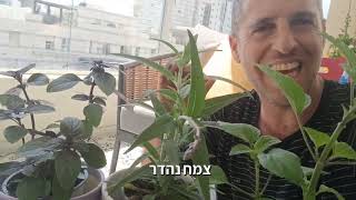 הצמחים הראשונים שהייתי שותל אצלי בגינה