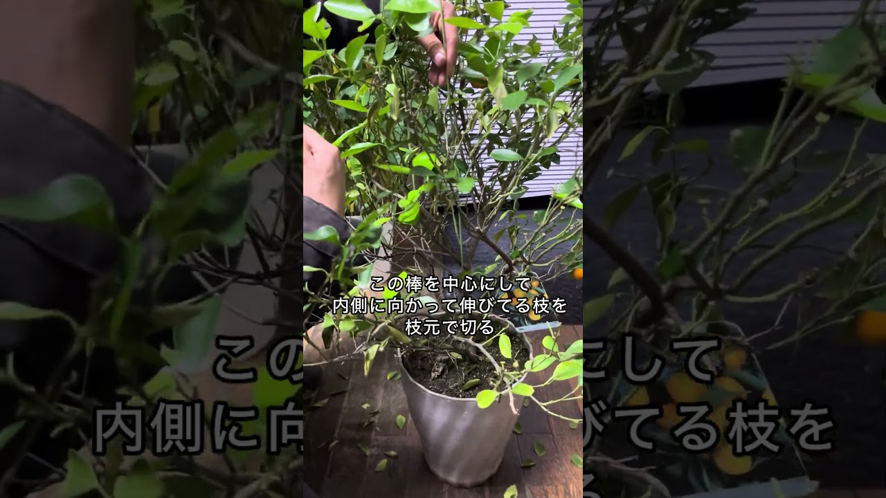 たったこれだけ！初心者向けカンキツ類の剪定　#ガーデニング #家庭菜園 #shorts