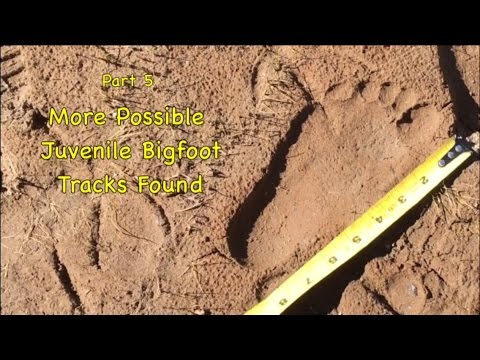 More Possible Juvenile Bigfoot Tracks Found Pt.5 B&G Bigfoot Campout Bumping Lake Sept. 2016