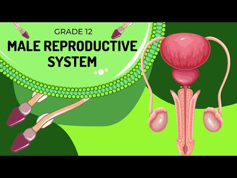 Male reproduction system | Structures and Function