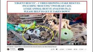 One video, three fake rescues, two dead cats.