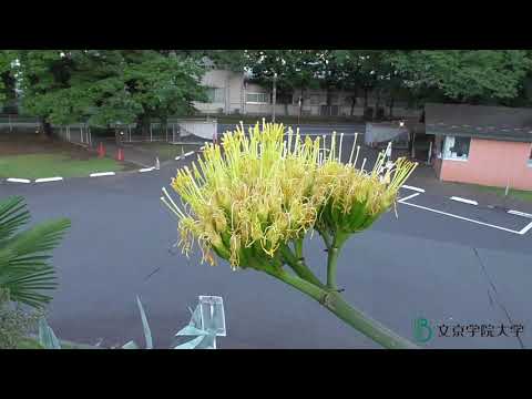 コミュニケーション社会学科 リュゼツラン開花8日目　文京学院大学ふじみ野キャンパス(2021年7月17日）