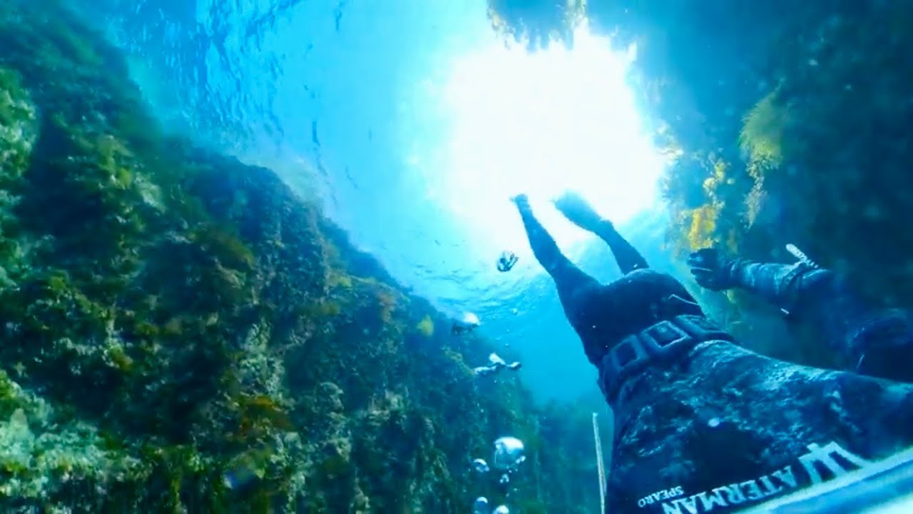 ワカメの森に隠れて獲物を待っていると…