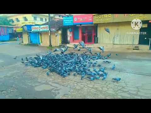 Early morning nature #viral #shorts #reels #birds