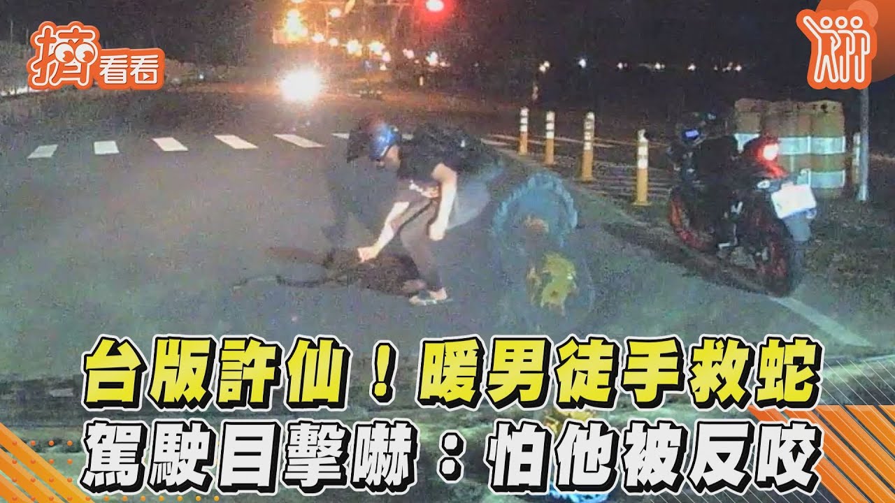差點變「小扁」！蛇爬路中擋轎車　勇者騎士徒手抓起解圍