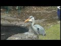 Heron Feeding On Frog And Toad