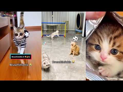 compilación 😸de bruschimichis😻 todos los bruschimichis 💕en un solo video 🙀