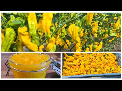 🇸🇷 Surinaamse Sambal maken MadamJeanette peperplant| Surinamese Hot pepper sauce habanero|