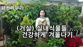 (거실) 실내식물 건강하게 겨울나기