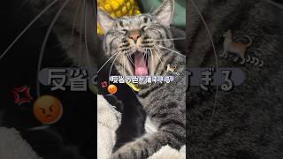 Wi-Fiの線をやらかした猫、反省の色が薄すぎる