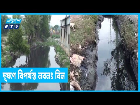 শিল্প বর্জ্যের দূষণে বিপর্যস্ত গাজীপুরের লবলং বিল