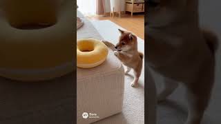 小さい体で頑張ってる柴犬