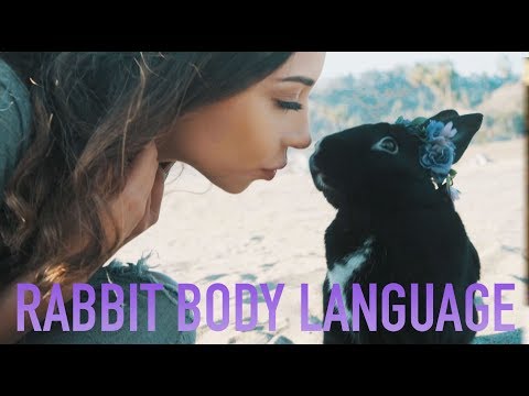 Rabbit Body Language