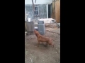 Red Nose Pitbull Workout