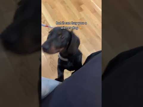 Don’t say that money can’t buy you happiness 🐶 #wienerdog #wienerdogs #wienerdogsoftiktok #dackel