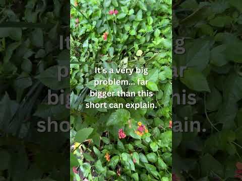 Lantana  #redbirdgardeninganddesign #andnowyouknow