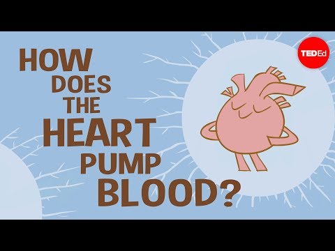 , title : 'How the heart actually pumps blood - Edmond Hui'