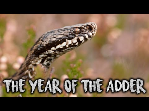 The year of the Adder - Alpine Vipers EP. 1 (Vipera berus) [ Wildlife Documentary ]