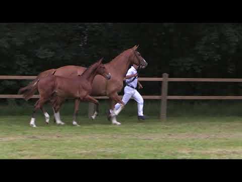 34. Cornet Obolensky X Zirocco Blue (h)