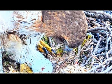 RED TAILED HAWKS.LIVE CORNELL HAWKS NEST CAM.2023.04.04.ZOOM IN ON BEAUTIFUL RED FEMALE AND 2EGGS.☀️