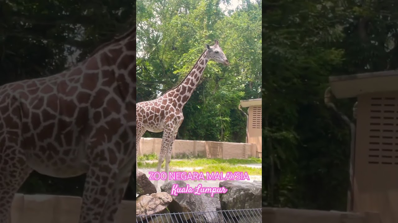 YouTube Short thumbnail