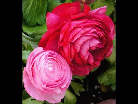 Curt Cacioppo Largo for strings