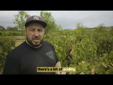Curtis Winery