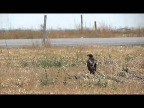 Roadside Red-tailed Hawk