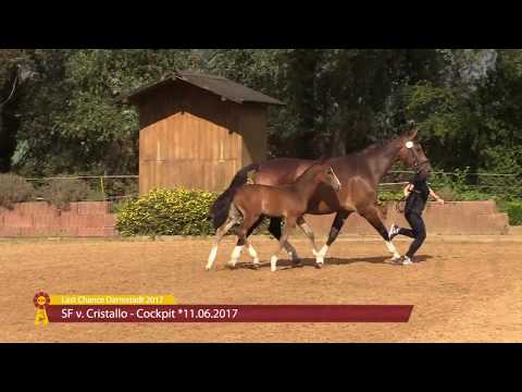 SF v. Cristallo I / Cockpit