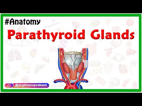 Anatomy of Parathyroid Glands Animation  - Location, Blood supply, Nerve supply, Histology