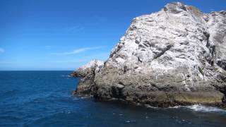 preview picture of video 'Rock climbing fur seal in Kaikoura'
