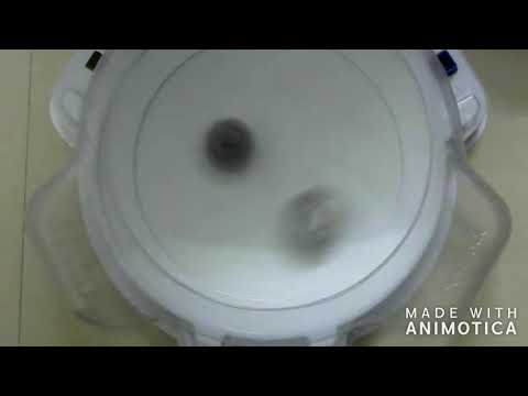 obelisk odin tx vs wild wyvern vo beyblade burst battle