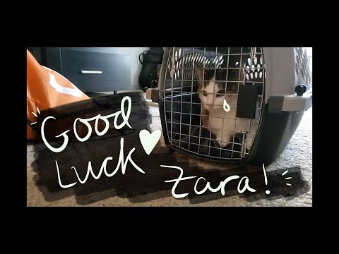 Zara has left :( returning foster cat Zara to the shelter and tidying up
