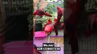 Download lagu RED LORY SIMERAH SEGER BAHENOL MONTOK GASKEUN YUCK mp3 Download lagu RED LORY SIMERAH SEGER BAHENOL MONTOK GASKEUN YUCK mp3