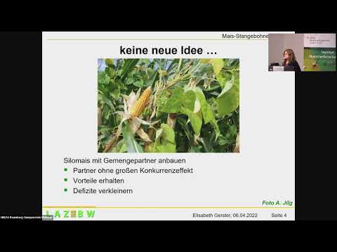 Mais-Stangenbohnen-Silage: Siliereigenschaften und Eignung für die Milchviehfütterung