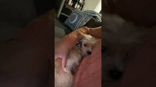 Norfolk Terrier Puppies Videos