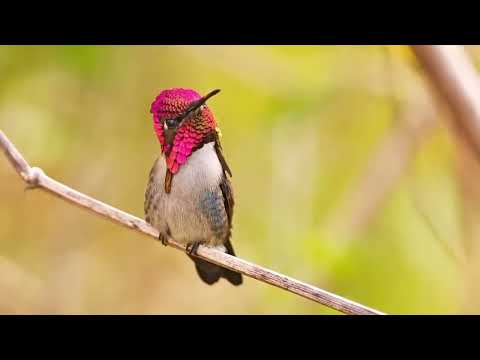Hummingbirds - Jewel Messengers of the World