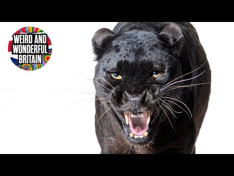 Big Cats Caught on Camera in the UK